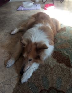 A gray-muzzled sable and white Collie lies on the carpet