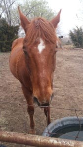 A chestnut horse with white forehead star stands in a field