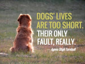 Picture of a Golden Retriever looking out into a sunset with the quote, "Dogs' lives are too short. Their only fault, really,' by Agnes Sligh Turnbull