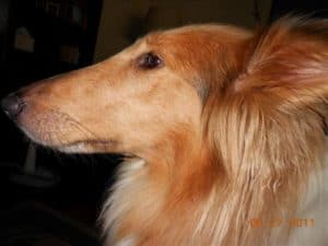 Profile head shot of a sable and white Rough Collie