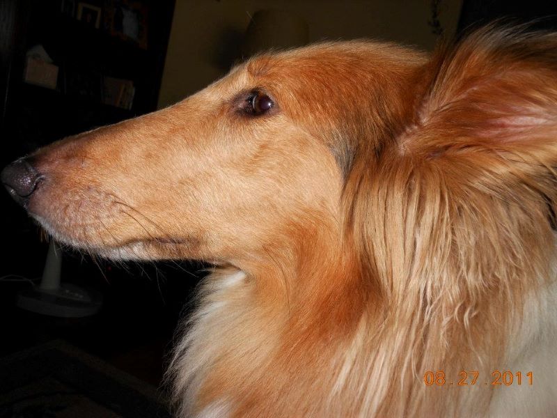 Profile head shot of a sable and white Rough Collie