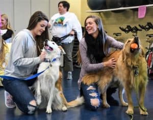 Golden Retriever Cory gets petted by college students while holding a ball in his mouth