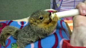 A young squirrel kit drinks formula with its tiny paws cradling the syringe dispenser