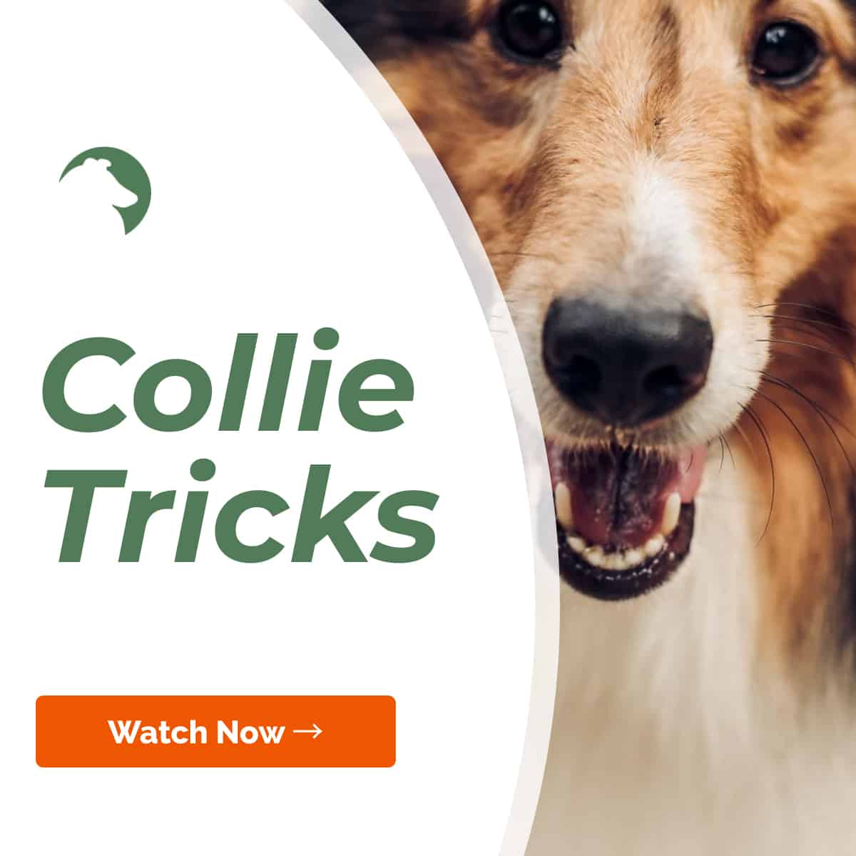 https://colliechatter.com/wp-content/uploads/2020/04/collie-tricks-video-overlay.jpg