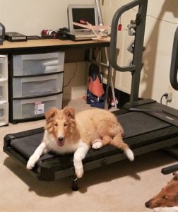 A sable and white Rough Collie puppy lounges on a treadmill
