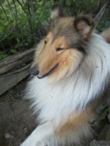 a happy sable and white Rough Collie poses outside