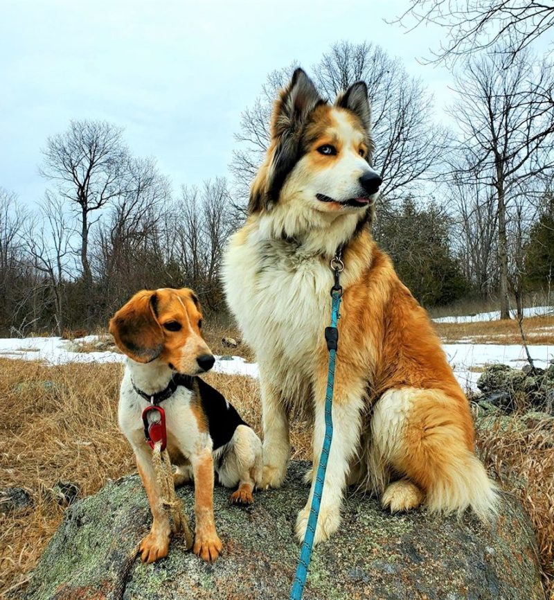 A Collie/Husky/Great Pyrenees mix sits outside next to a Beagle puppy