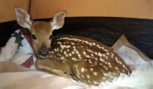 A spotted Whitetail Deer fawn lies curled amidst a nest of blankets in a tent