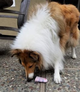 A sable and white Rough Collie eats a frozen popsicle outside