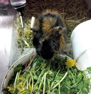 black and tan guinea pig eating out of a bowl filled with greens