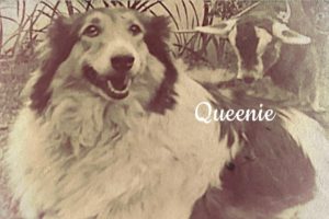 Queenie, the Collie Who Saved A Child