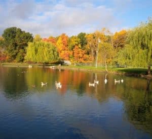 a clear blue pond surrounded by colorful trees with waterfowl floating on its placid surface