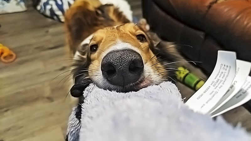 You are currently viewing 10 Low-to-No-Cost Games and Activities to Keep Your Collie Occupied