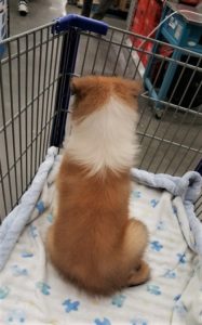sable and white Rough Collie puppy sitting on a blanket in a shopping cart
