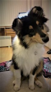 A tricolor (black, white, and tan) Rough Collie puppy sits on a table with its head cocked to the side, listening