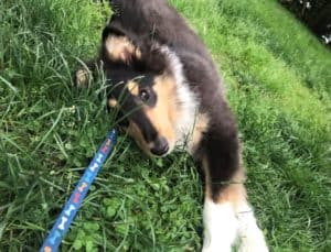 A happy-looking tricolor Rough Collie puppy lies on its side in the green grass, completely ignoring the taut leash attached to its collar