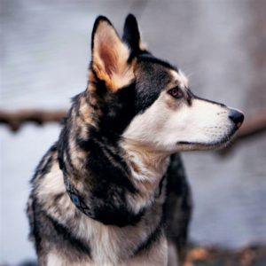 A gray and white dog who looks very much like a wolf stands in profile view outside