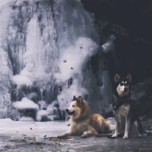 seneca (red and white Native American Indian Dog )and lakota (gray and white NAID) pose before a frozen waterfall