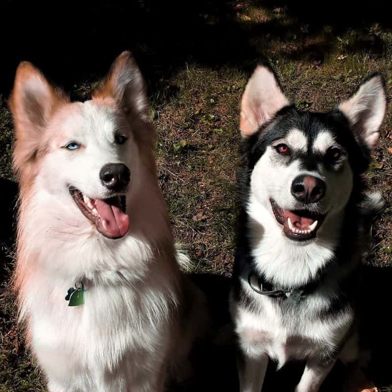 a red and white happy dog sits next to a gray and white happy dog in the sunshine outdoors