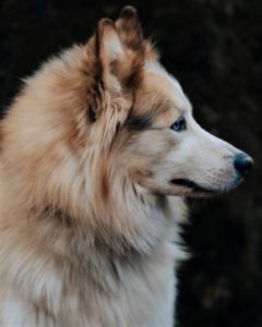 A gorgeous, fluffy, red and white Native American Indian Dog in profile view