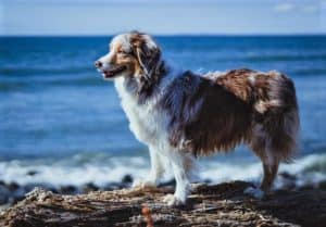 A red merle Australian Shepherd stands at attention on a driftwood tree trunk with the deep blue ocean in the background