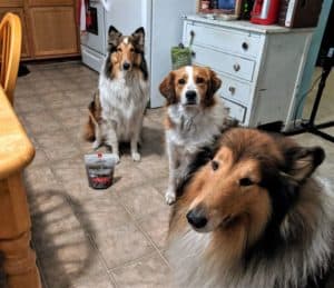 All 3 of my dogs lined up next to a bag of American Journey Landmark beef dog treats: Gustav, a big mahogany sable and white Rough Collie, Freckles, a red and white Australian Shepherd/Great Pyrenees crossbreed, and Yoshi, a smaller sable and white female Rough Collie with a white forehead star