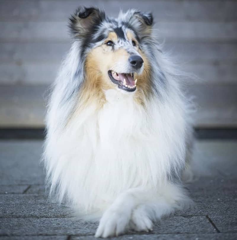 are rough collie the most intelligent dogs