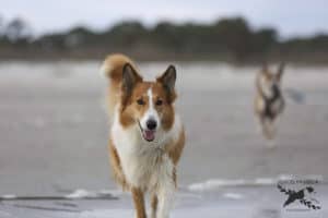 How Smart Are Rough Collies?