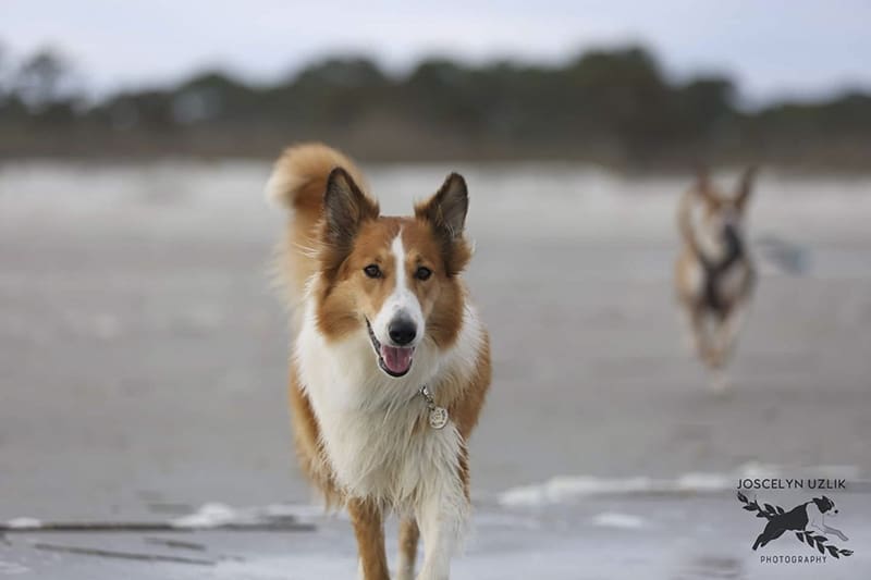 Rough 'Lassie' Collie, Rough Collie Dog laying down for por…