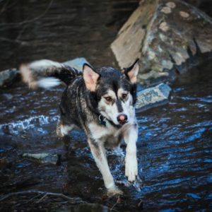 Lakota wades through a river with an intent expression on his face