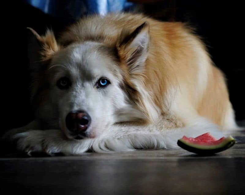 Seneca lies on the floor with head pillowed on paws and bright blue eyes looking deep enough to pierce into your soul