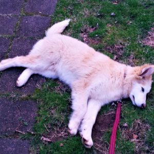 Seneca as a pale red and white puppy lies sprawled on his side with a leash attached to his collar, refusing to move