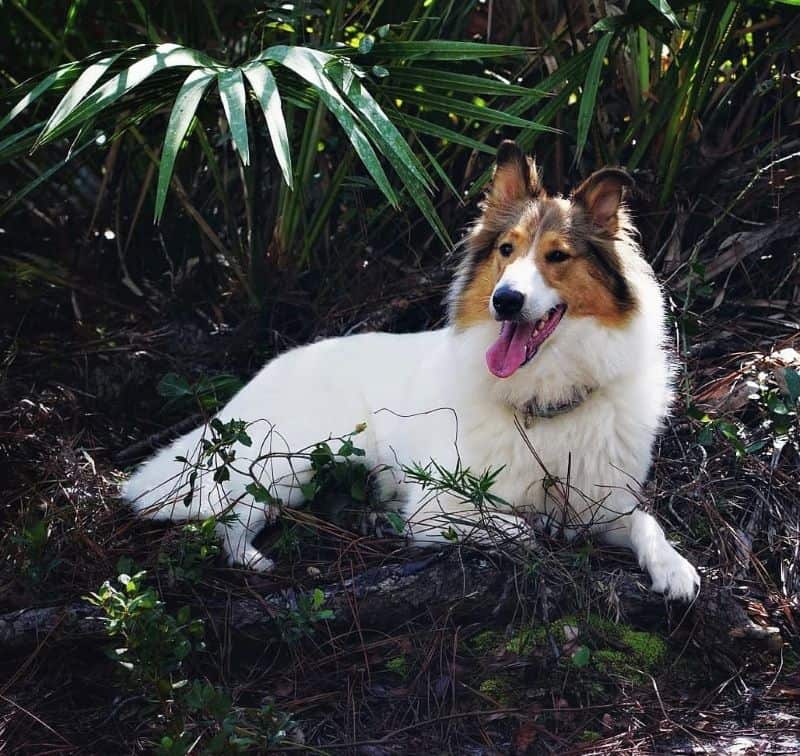Vasya lies under a palm frond panting and happy