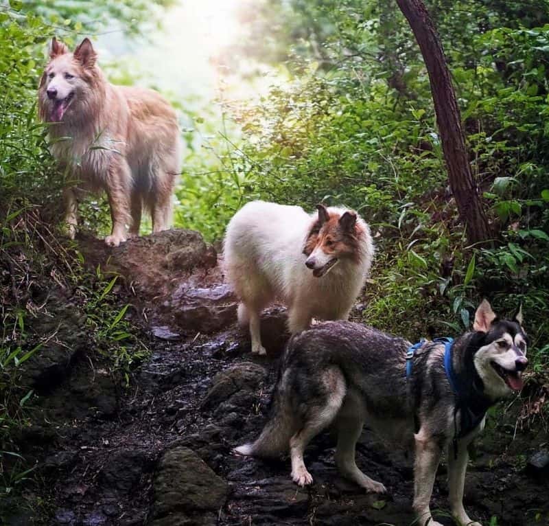 Vasya, Seneca, and Lakota stand in the sun in a green wood