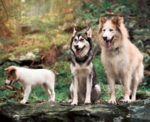 Vasya at about 3 months old, still very small as she stands next to her big brothers Lakota and Seneca