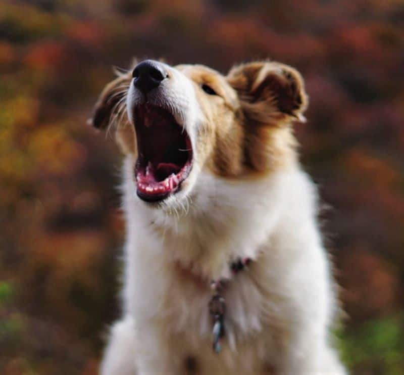 Vasya with mouth wide open in mid-bark