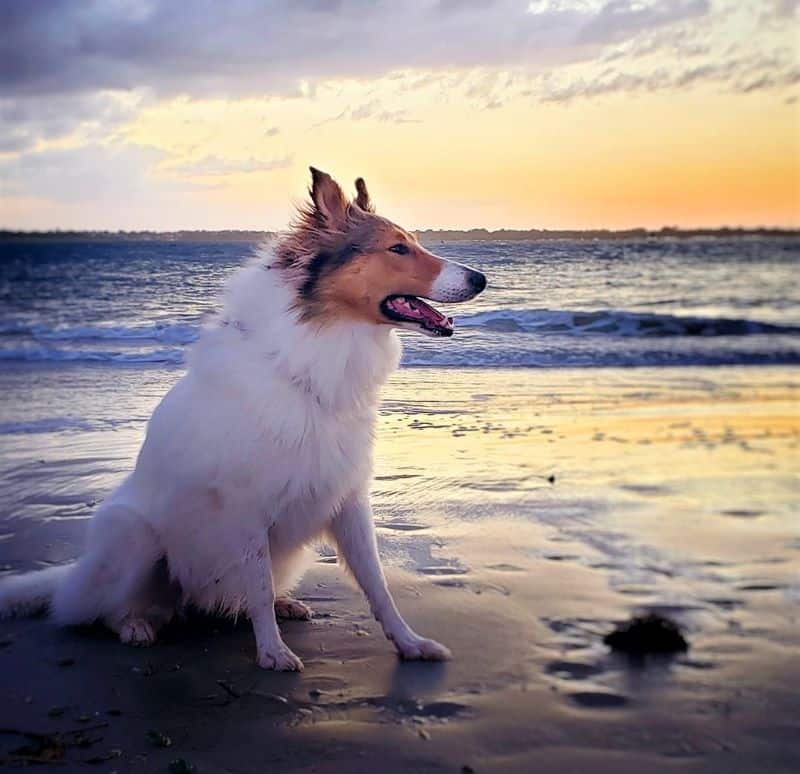 Vasya sits on a beach farseeing with a radiant Florida sunset behind her