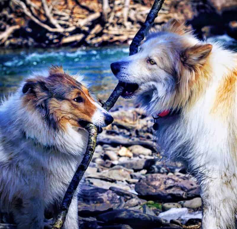 Vasya plays tug with a big stick and Seneca's sibling, Bowie, who looks almost like a clone of Seneca