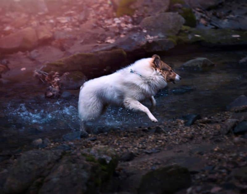 Vasya bounces through a shallow creek