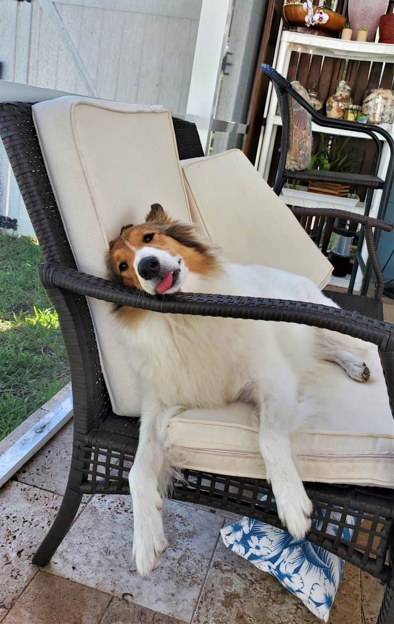 Vasya lounges on porch furniture with her tongue sticking out