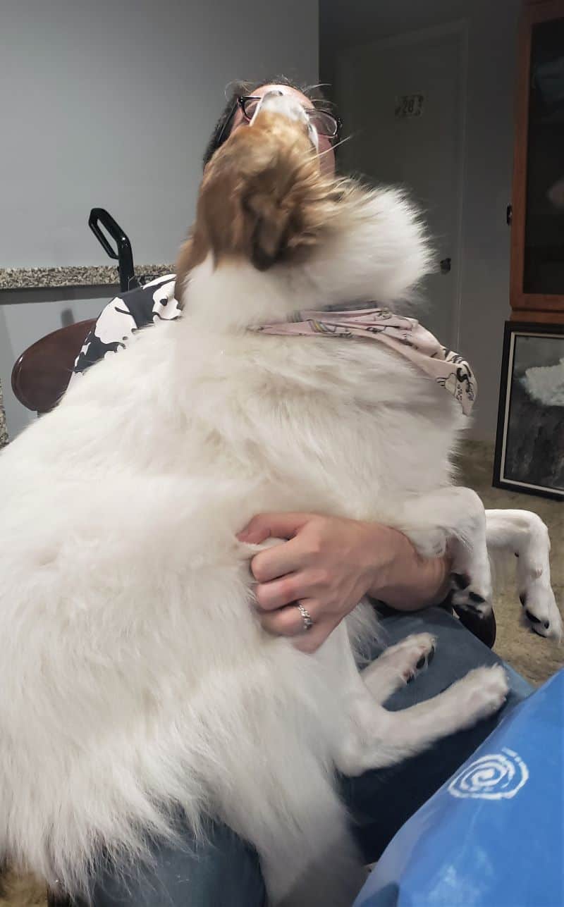 Vasya is in Dylan's lap, nearly obscuring his face as she licks it
