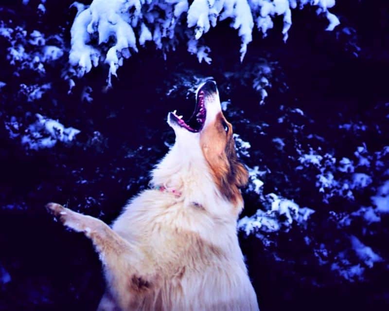 Vasya stands on her hind legs attempting to eat snow clumped on pine branches above her head