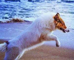 Vasya lunges into the surf with a look of absolute delight on her face