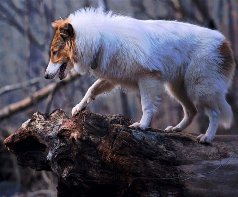Vasya steps confidently to the end of a large, knobby fallen tree that serves as a lookout