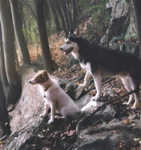 Vasya and Lakota beside each other on a rocky outcropping in the woods