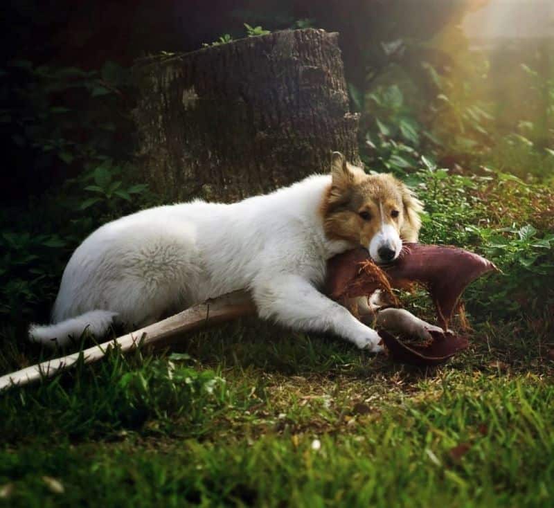 Vasya lies in a green, sunny yard chewing on a fallen palm branch