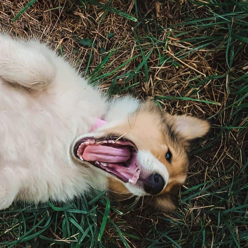 Baby Vasya lies on her back in the grass with mouth wide open