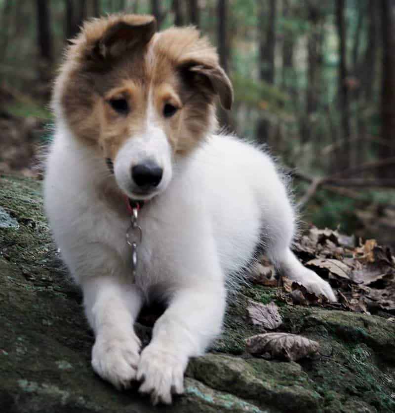 Vasya lying comfortable on the rocky forest floor like she belongs there