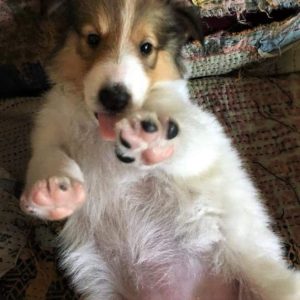 a tiny fuzzy puppy lies on her back with toungue sticking out and paws waving in the air