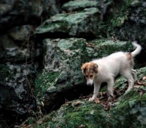 Little Vasya makes her way carefully and boldly over moss-covered rocks